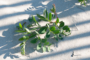 Lathyrus japonicus (beach pea, sea pea, circumpolar pea, sea vetchling)