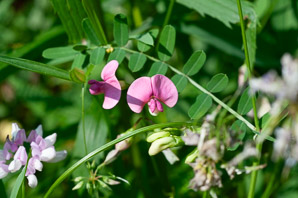 Lathyrus palustris (marsh vetchling, marsh pea)