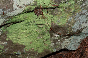 Lepraria lobificans (fluffy dust lichen, dust lichen)