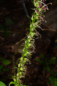 Lobelia cardinalis (cardinal flower, cardinalflower)