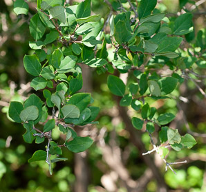 Lonicera fragrantissima (winter honeysuckle, sweet breath of spring, january jasmine, fragrant honeysuckle)