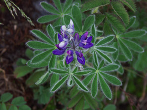 Lupinus arcticus (Arctic lupine, lupine, purple nootka)