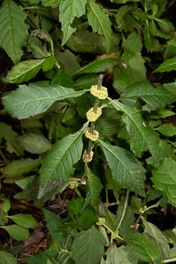Lycopus uniflorus (northern bugleweed)