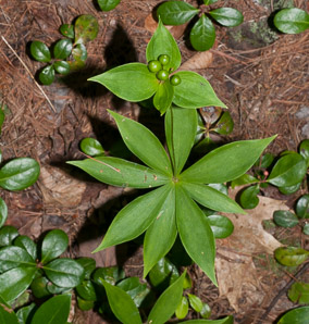 Medeola virginiana (Indian cucumber-root, Indian cucumber)