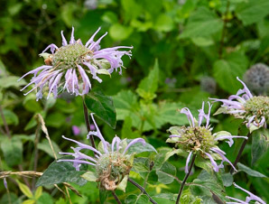 Monarda bradburiana (wild bergamot, bee balm, eastern beebalm)