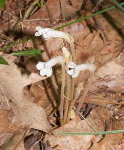 Orobanche uniflora (naked broomrape, one-flowered cancer-root, cancer-root)