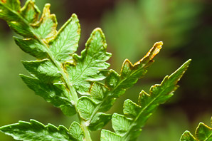Osmunda cinnamomea (cinnamon fern)