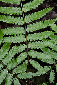 Osmunda cinnamomea (cinnamon fern)