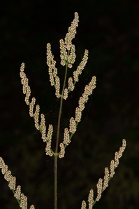 Osmunda regalis (royal fern)