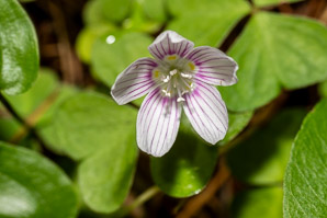 Oxalis montana (common wood sorrel, mountain woodsorrel, wood shamrock, white woodsorrel, wood sorrel)
