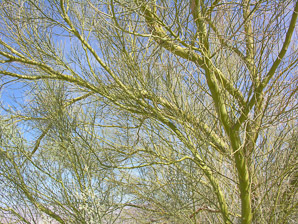 Parkinsonia microphylla (foothills Palo Verde, yellow paloverde)