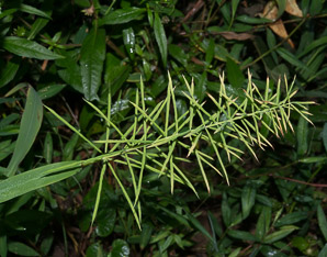 Paspalum fluitans (water paspalum, horsetail paspalum)