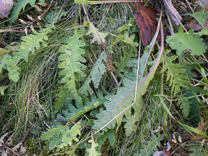 Pedicularis canadensis (common lousewort, Canadian lousewort)