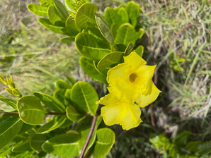 Pentalinon luteum (hammock viper’s-tail, licebush, wild allamanda, wild wist, yellow mandevilla, yellow dipladenia, bay cedar)