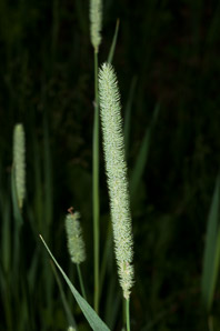 Phleum pratense (timothy)