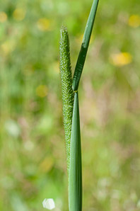Phleum pratense (timothy)