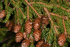 Picea rubens (red spruce, Eastern spruce, yellow spruce)