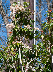Pieris japonica (Japanese andromeda, lily-of-the-valley bush, Japanese pieris)