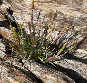 Plantago maritima (sea plantain, goose tongue)