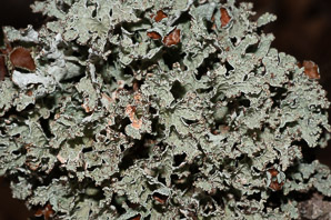 Platismatia tuckermanii (crumpled rag lichen, Tuckerman’s ragged lichen)