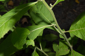 Pluchea camphorata (stinkweed)