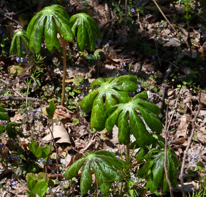 Podophyllum peltatum (mayapple, mandrake root, American mandrake, raccoon berry, wild lemon, Indian apple, duck’s foot, hog apple, umbrella plant, ground lemon)