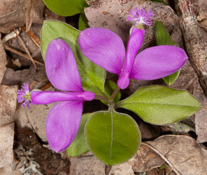 Polygala paucifolia (fringed polygala, gaywings, fringed milkwort)