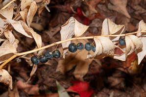 Polygonatum biflorum (smooth Solomon’s-seal, King Solomon’s-seal, great Solomon’s seal, smooth Solomon’s seal)