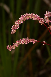 Polygonum lapathifolium (nodding smartweed, pale smartweed, dock-leaved smartweed, curlytop knotweed)