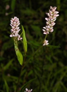 Polygonum lapathifolium (nodding smartweed, pale smartweed, dock-leaved smartweed, curlytop knotweed)