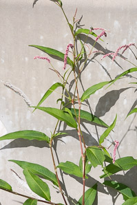 Polygonum persicaria (lady’s thumb, persicaria, redleg, spotted ladysthumb, Adam’s plaster, lily of the valley)