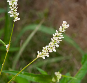 Polygonum persicaria (lady’s thumb, persicaria, redleg, spotted ladysthumb, Adam’s plaster, lily of the valley)