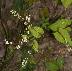 Polygonum scandens (climbing false buckwheat)