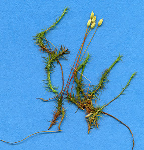 Polytrichum commune (common haircap moss, haircap moss, polytrichum moss)