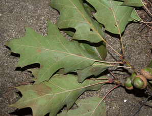 Quercus rubra (northern red oak, champion oak, red oak)