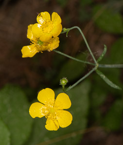 Ranunculus acris (buttercup, tall buttercup, meadow buttercup, common buttercup)