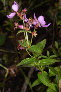 Rhexia virginica (pale meadow beauty, Virginia meadow beauty, handsome harry, wing-stem meadow-pitchers)