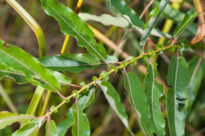 Salix nigra (black willow)