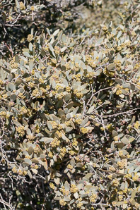 Simmondsia chinensis (jojoba, pignut, goat nut, deer nut, wild hazel, quinine nut, coffeeberry, goat-nut, coffee bush, quinine plant)