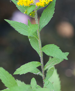 Solidago rugosa (rough-stemmed goldenrod, wrinkleleaf goldenrod)