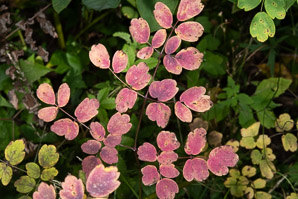 Thalictrum dioicum (early meadow rue, quicksilver-weed, early Meadow-rue, early meadowrue)