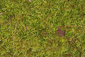 Thuidium delicatulum (delicate fern moss, fern moss, common fern moss, delicate thuidium moss)