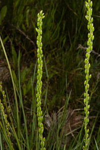 Triglochin maritima (saltmarsh arrow-grass, seaside arrow-grass, seaside arrowgrass)