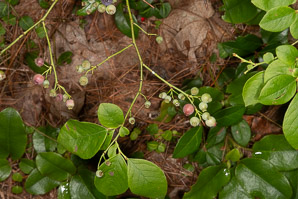 Vaccinium pallidum (hillside blueberry, billberry, Blue Ridge blueberry)