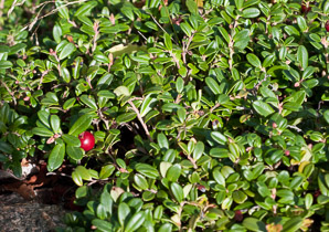 Vaccinium vitis-idaea (lingonberry, mountain cranberry, cowberry, foxberry, red whortleberry, low bush cranberry, low bush partridgeberry, partridgeberry)