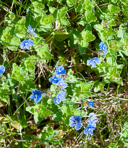 Veronica persica (Persian speedwell, birdeye speedwell)