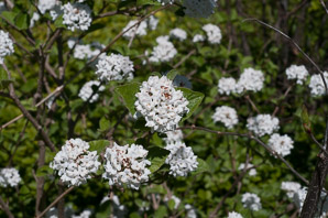 Viburnum carlesii (Koreanspice viburnum)