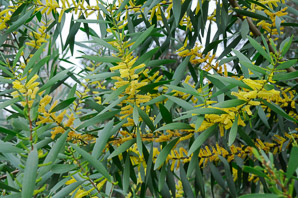Acacia longifolia (Sydney golden wattle, long-leaved wattle, acacia trinervis, aroma doble, golden wattle, coast wattle, sallow wattle)