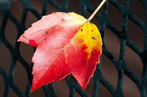 Acer rubrum (red maple, swamp maple, soft maple)