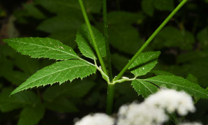 Aegopodium podagraria (ground elder, herb gerard, bishop’s weed, goutweed, gout wort, snow-in-the-mountain, English masterwort, wild masterwort, bishop’s goutweed)